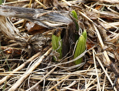 Veratrum oxysepalum