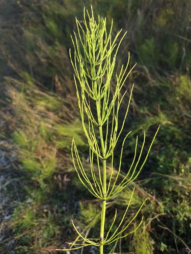 field horsetail