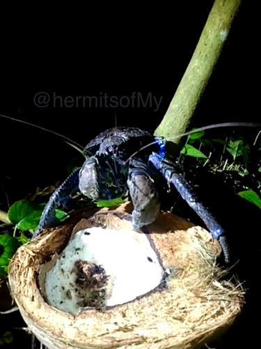 Coconut Crab