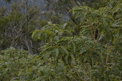 Pittosporum undulatum