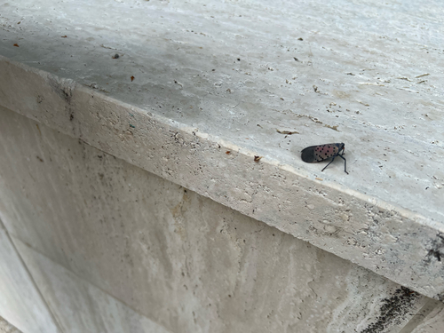 Spotted Lanternfly