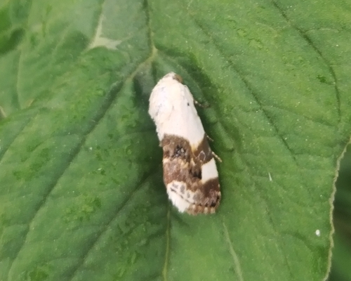 Pale Shoulder