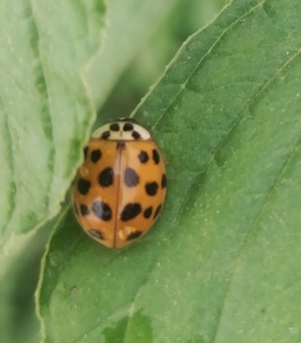 Asian Lady Beetle