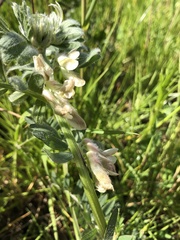 Vicia pannonica