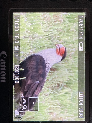 Crested Caracara