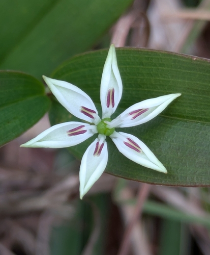 Schelhammera multiflora observed 2026-08-04
