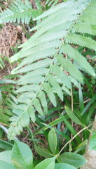 Microlepia marginata bipinnata