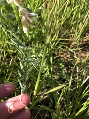 Vicia pannonica