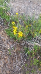 Hypericum empetrifolium