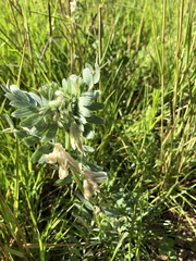 Vicia pannonica