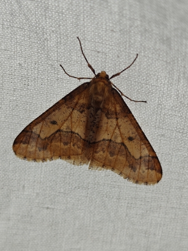 Mottled Umber
