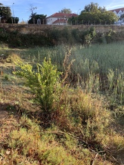 Melaleuca viminalis viminalis