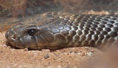 Pseudechis australis