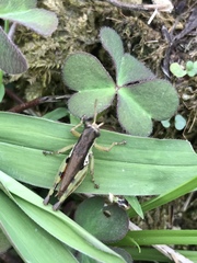 Pseudoxya