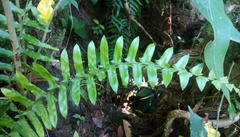 Microlepia hookeriana