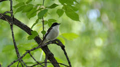 Ficedula hypoleuca
