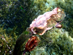 Pyura gibbosa