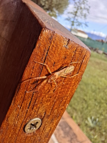 Nagusta goedelii, 36034 Malo VI, Italia, photo 8 of 10