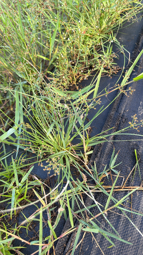 Grass-like Fimbry
