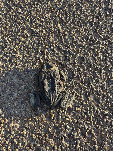 Cane Toad