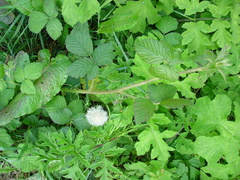 Rubus adenanthoides