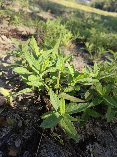 Stachys aspera observed 2026-09-12