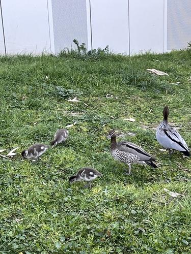 Australian Wood Duck