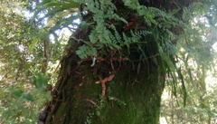 Davallia trichomanoides