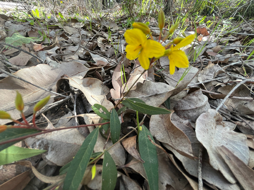 Lance-leaved Cassia
