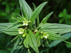 Lithospermum officinale