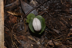 Corybas barbarae