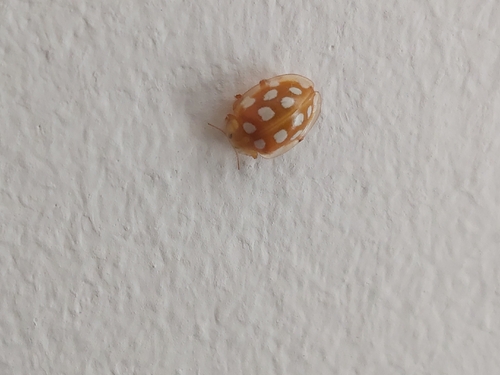 Orange Ladybird