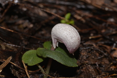 Corybas barbarae