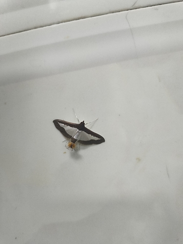 Cucumber Moth