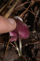 Corybas barbarae