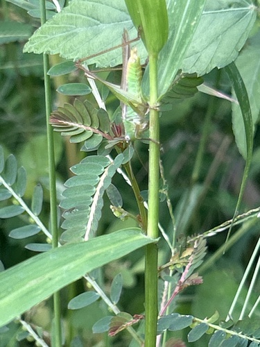 Conocephalus exemptus