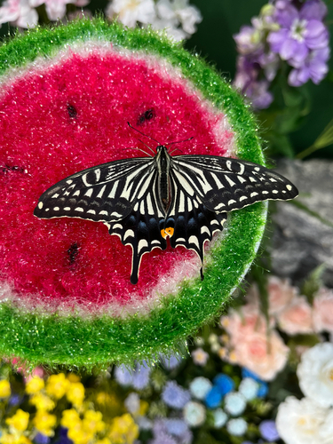 Chinese Yellow Swallowtail