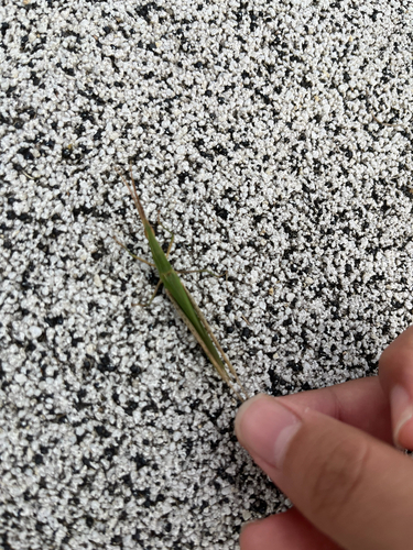 Oriental Longheaded Locust