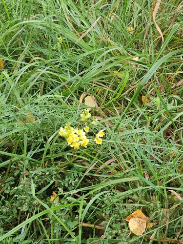 common toadflax