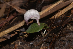 Corybas barbarae