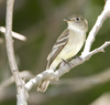 Least Flycatcher - Photo (c) Laura Gooch, some rights reserved (CC BY-NC-SA)