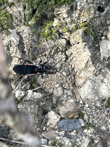 Ectrychotes andreae