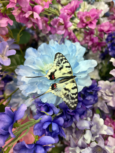 Dragon Swallowtail