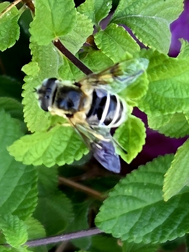 Yellow-shouldered Drone Fly