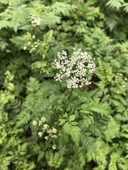 Chaerophyllum aureum
