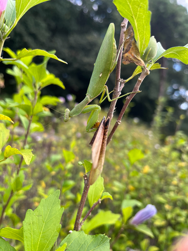 Giant Asian Mantis