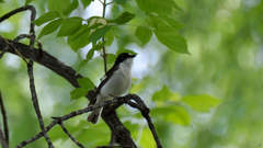 Ficedula hypoleuca