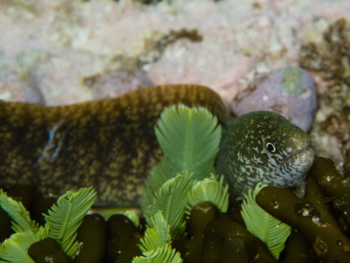 Gymnothorax richardsonii observed 2026-09-02