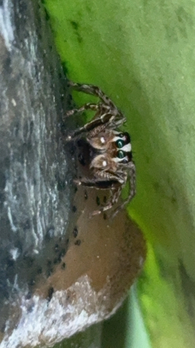 Pantropical Jumping Spider