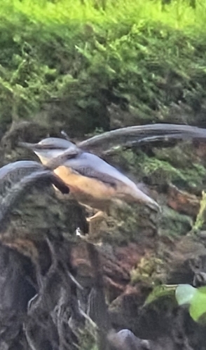 Eurasian Nuthatch